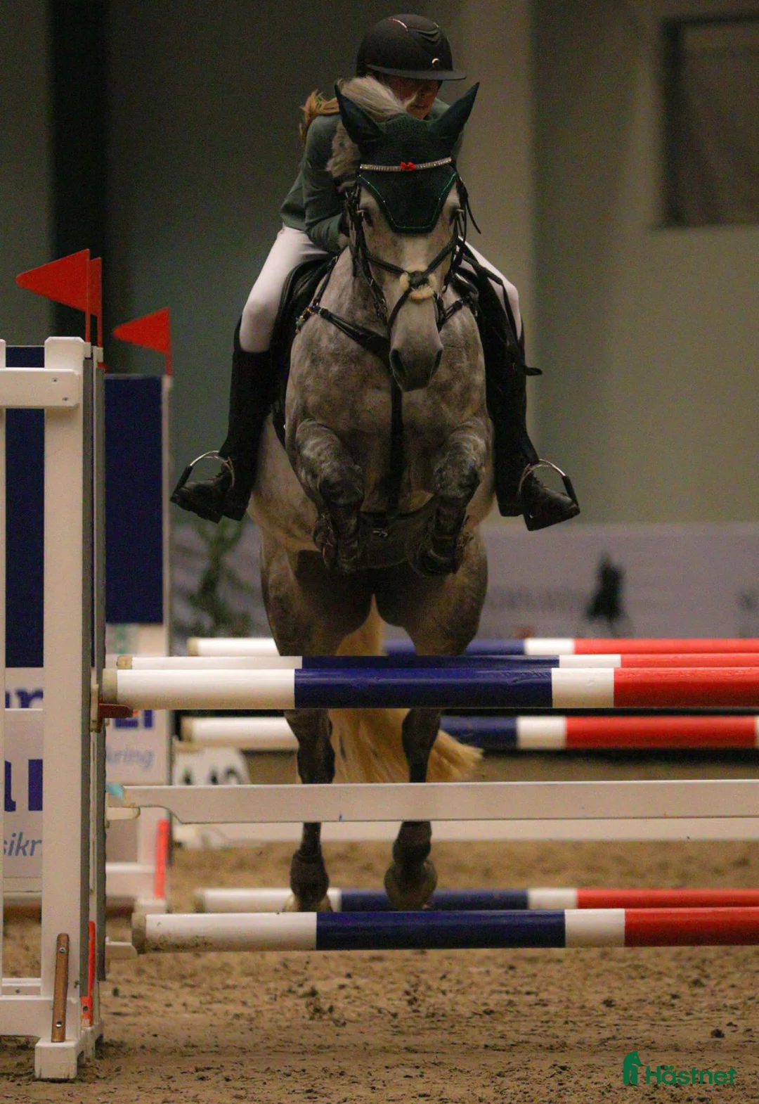 Hoppning hästar till salu: Bonnie Gray – Irsk Max Kategori 1 Springpony – 9år - Annons 2