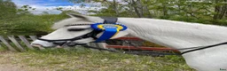 Allround hästar till salu: Läromästare med utstrålning - Annons 2