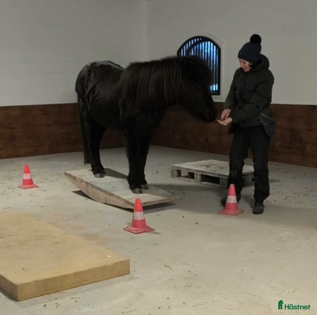  hästservice finnes: Equiterapeut  - Annons 1