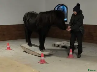 hästservice Equiterapeut - Annons 1