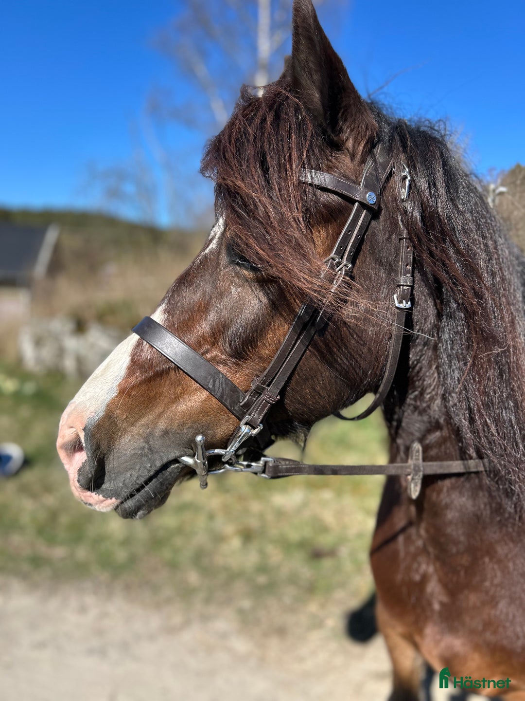 Allround hästar till salu: Welsh cob sto med vackert påbrå, Gwen! i Jonsered - Annons 3
