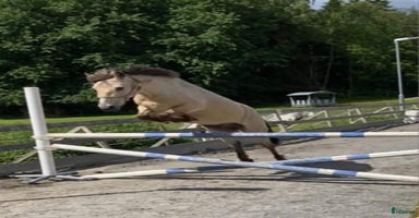  hästar i Karlstad - Annons 15