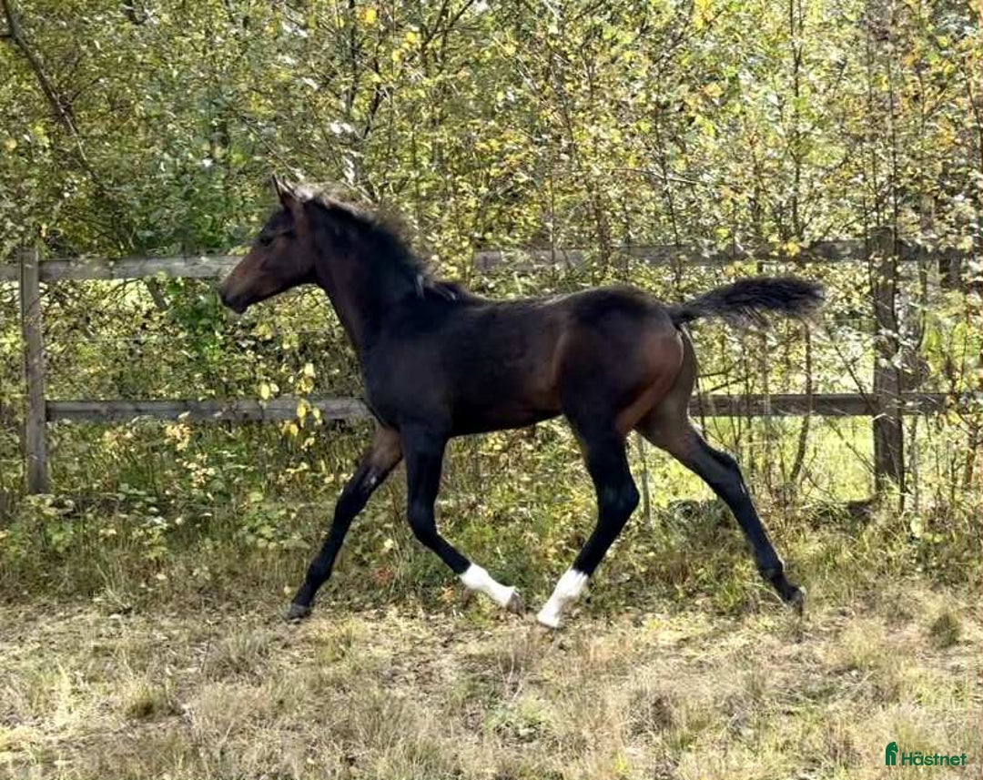 Allround hästar till salu: Superfin! i Agunnaryd - Annons 3