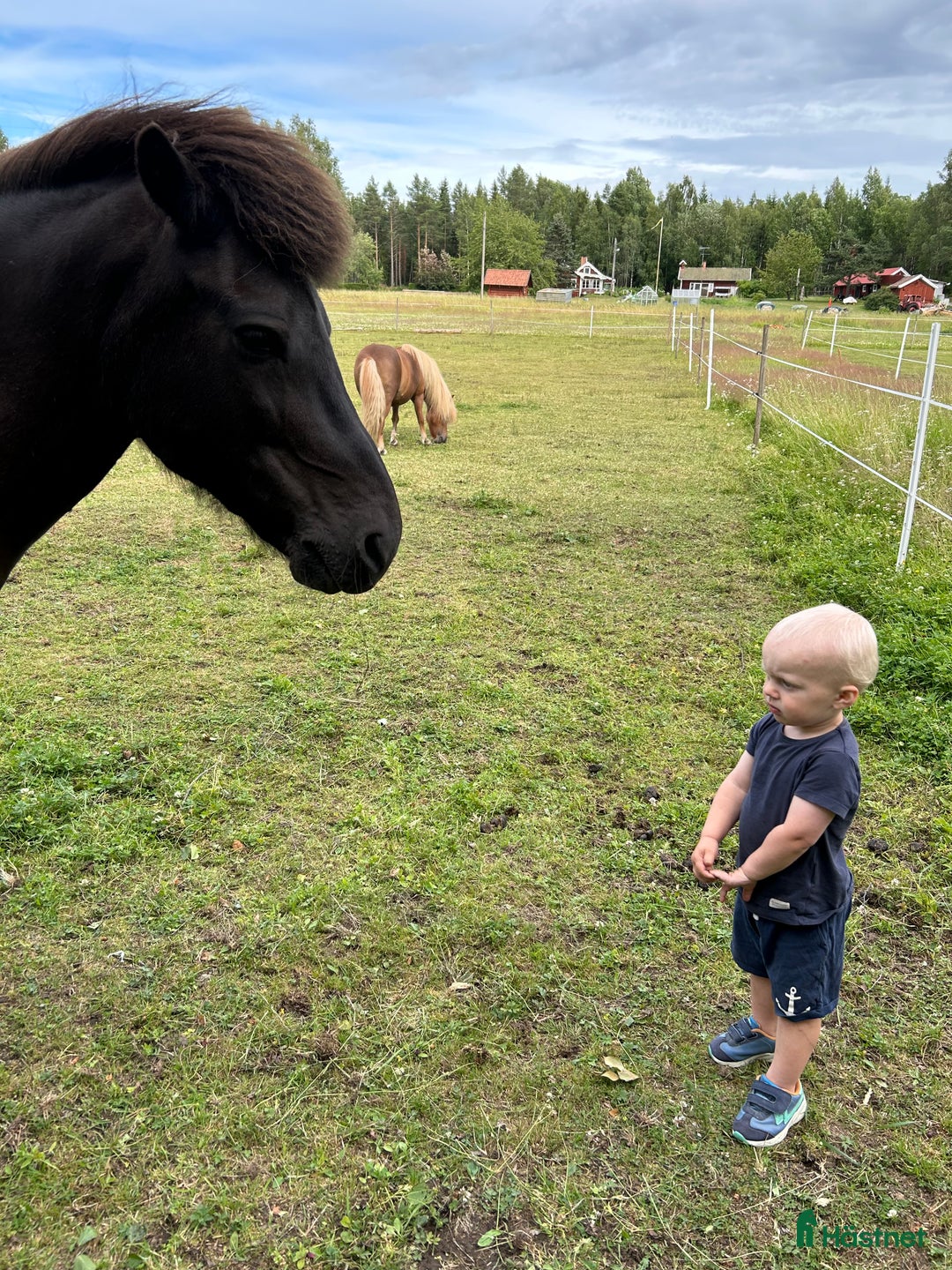 Allround hästar till salu: Söker du ett tryggt och stabilt förhållande? i Järlåsa - Annons 1