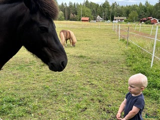 hästar Söker du ett tryggt och stabilt förhållande? i Järlåsa - Annons 8