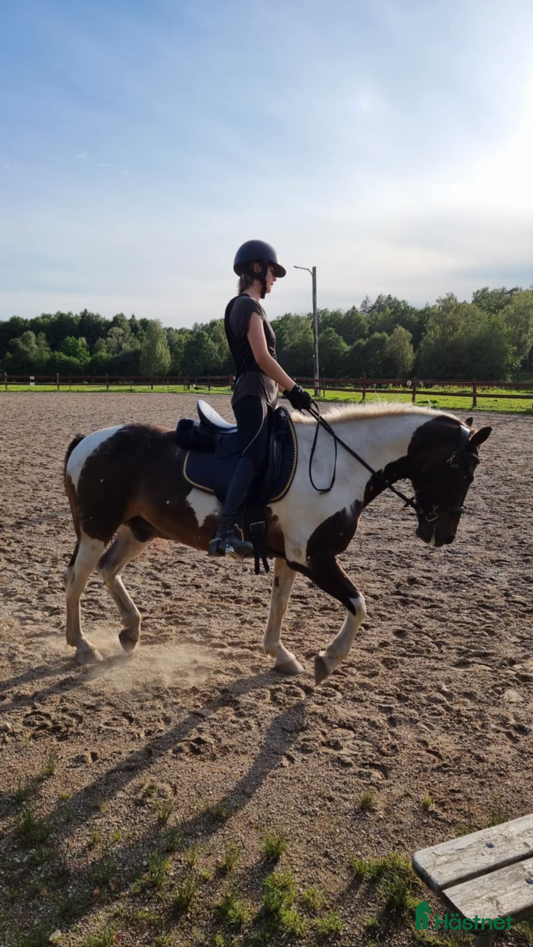 Allround hästar till salu: Dags för vår fina Charlie att hitta en ny ryttare i Munkedal - Annons 3