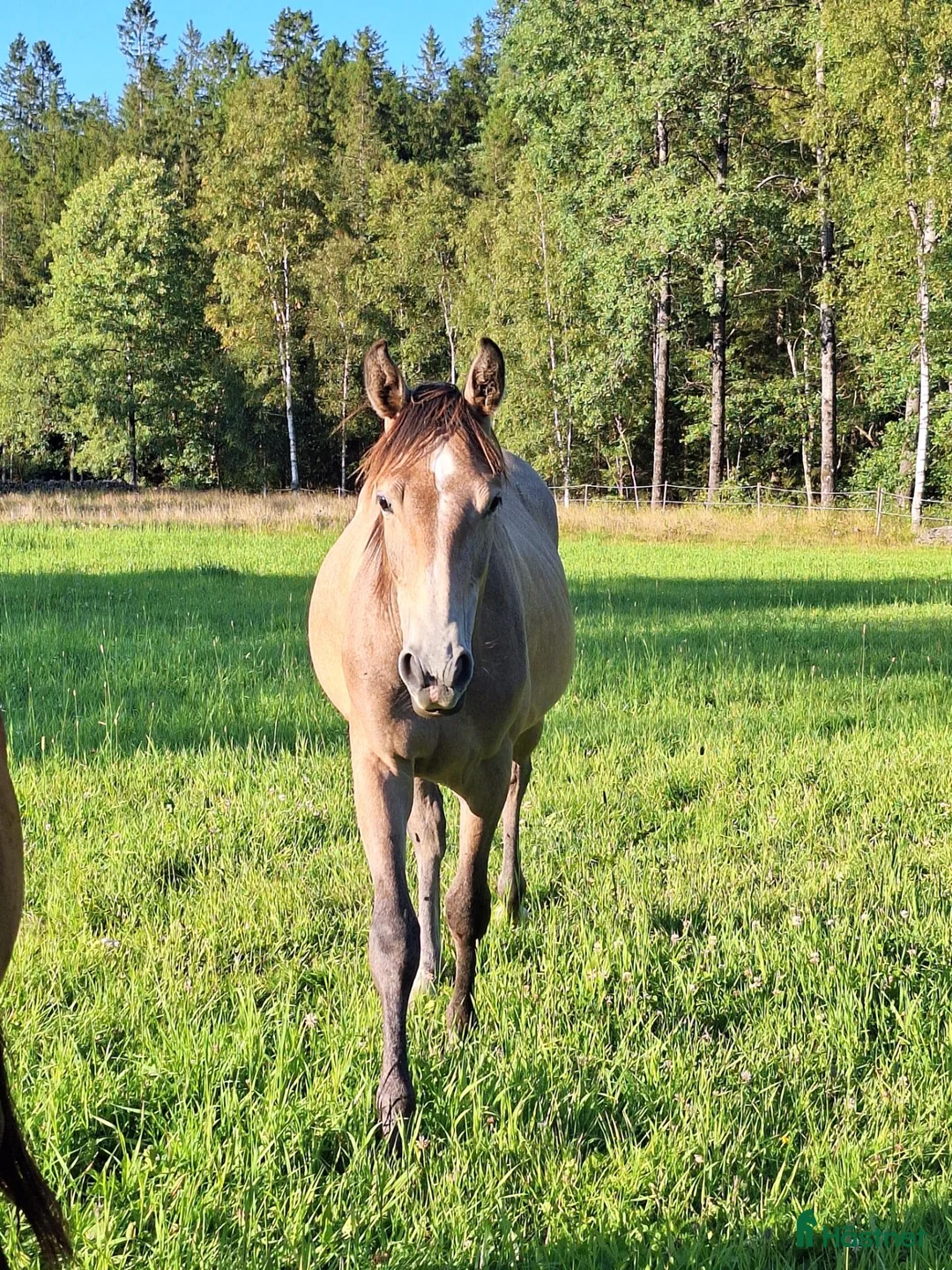 Hoppning hästar till salu: Vacker ettåring med intressant stam - Annons 2