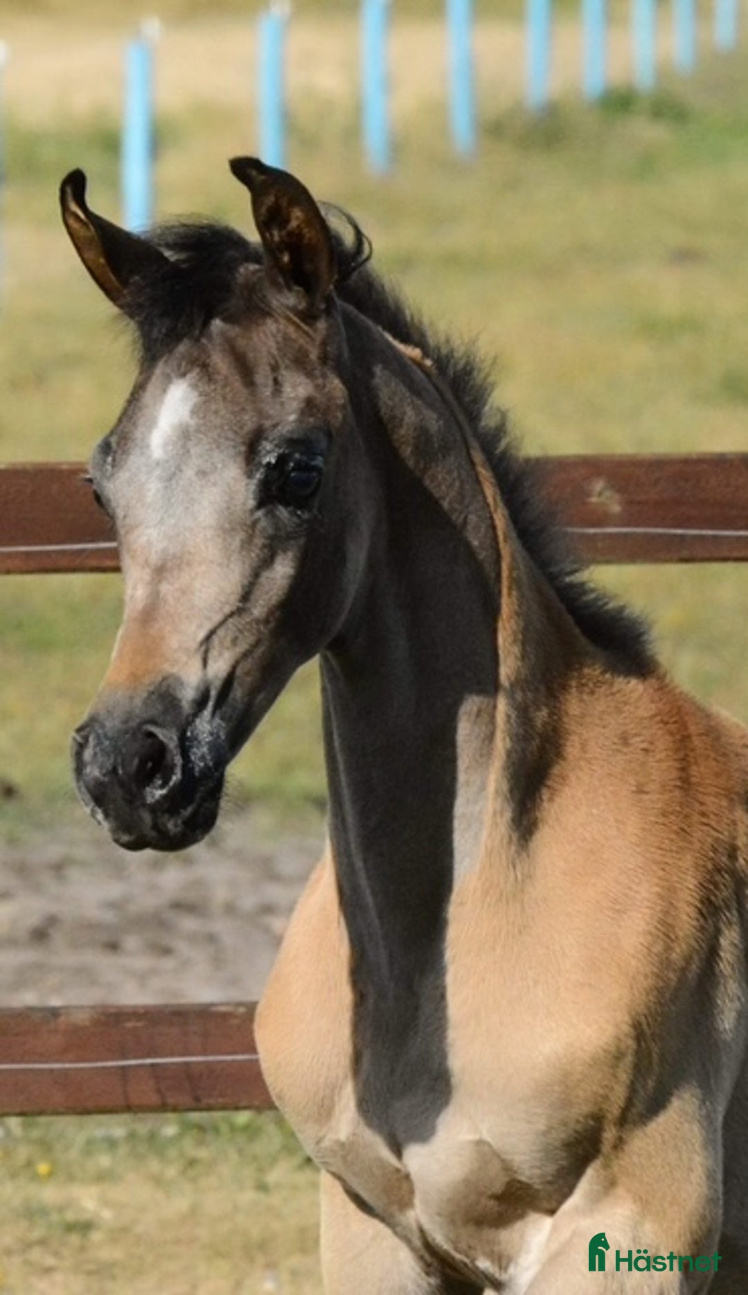 Avelshästar hästar till salu: Super 3 års hoppe til avl og udstillinger i Videbæks kommun - Annons 1