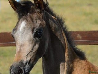 Avelshästar hästar till salu: Super 3 års hoppe til avl og udstillinger i Videbæks kommun - Annons 1