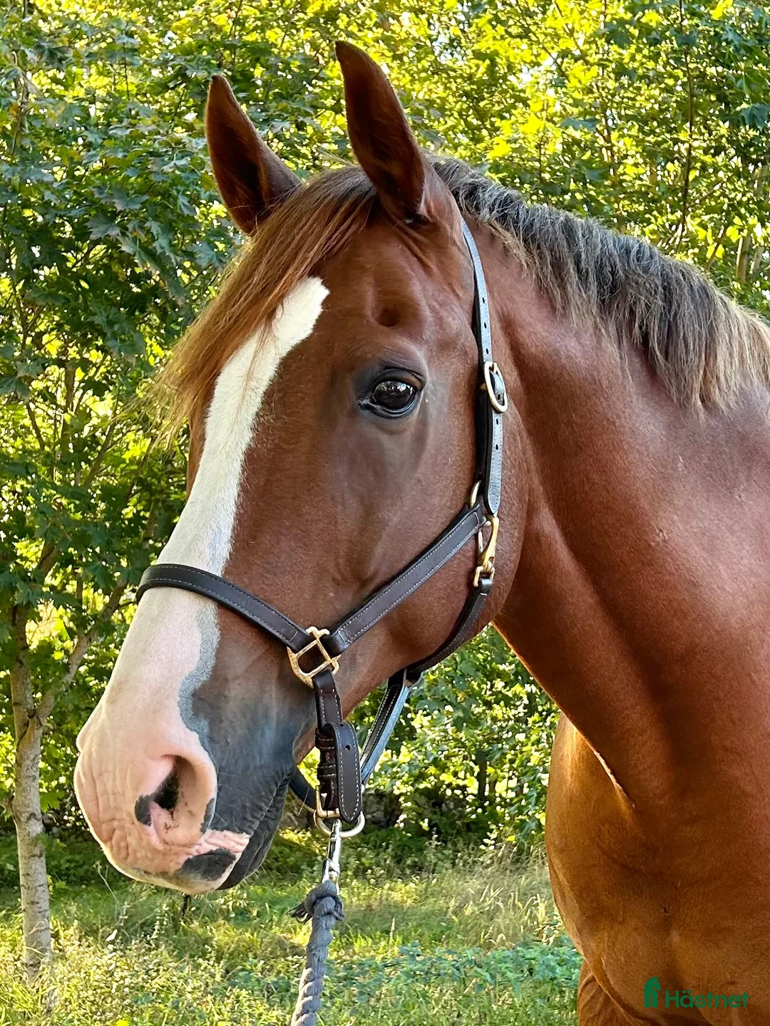 Dressyr hästar till salu: Härlig Snygg Valack Säljes! - Annons 3