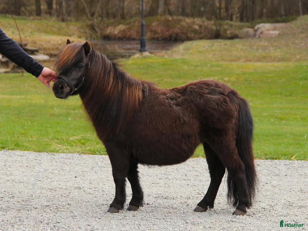 Allround hästar till salu: Bedårande minishetlandssto - Annons 2