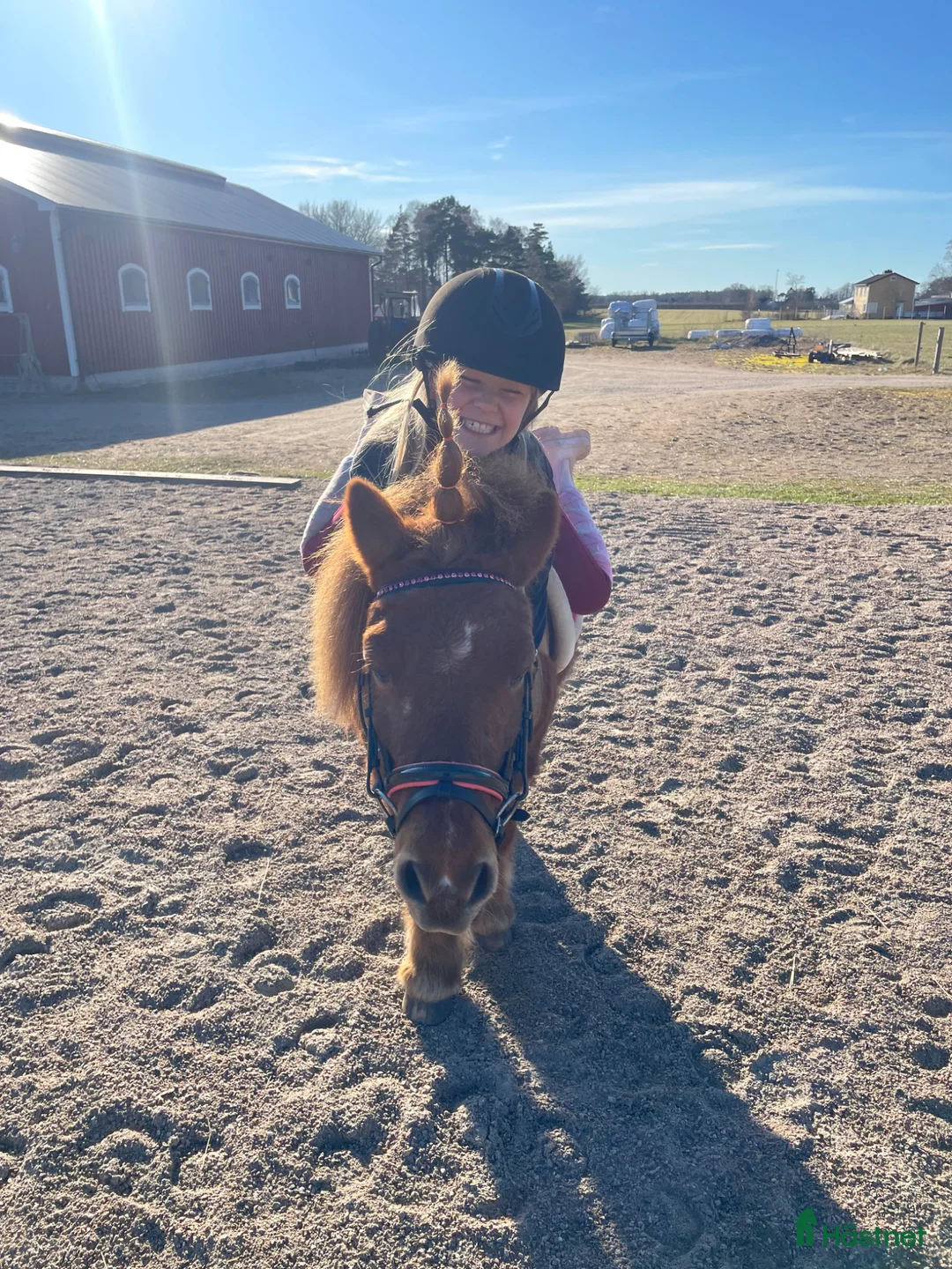 Allround hästar till salu: Bästa läromästaren  - Annons 2