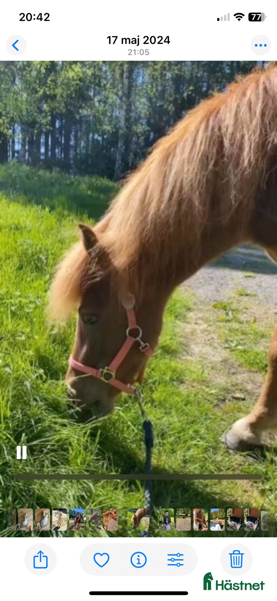  foderhäst Söker fodervärd till B-ponny - Annons 13