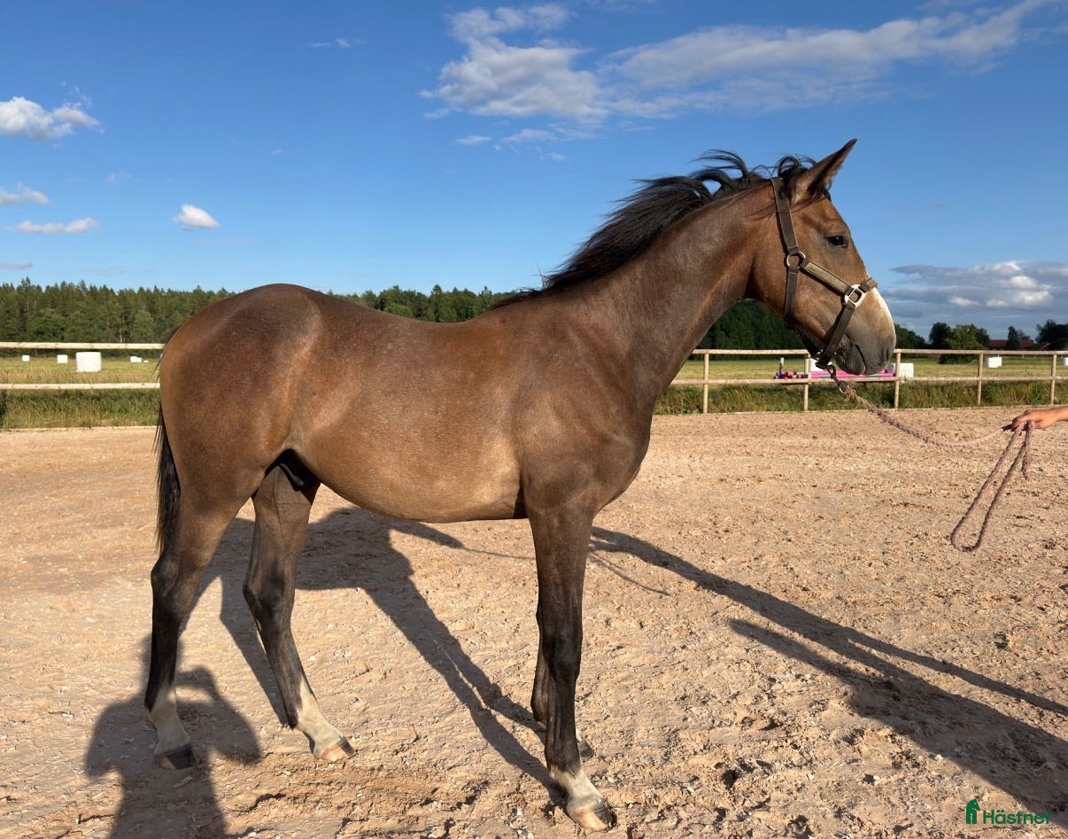 hästar fantastisk åring med TOPP STAM! - Annons 10