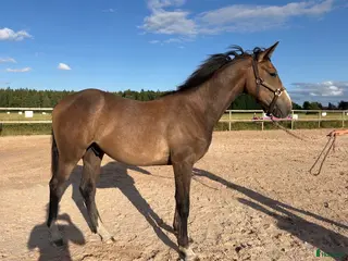 hästar fantastisk åring med TOPP STAM! - Annons 10