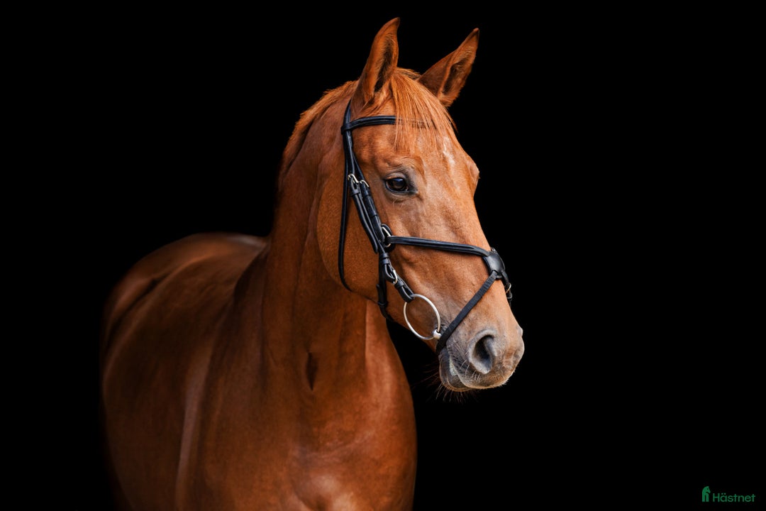 Allround hästar till salu: Stunning mare for showjumping/ dressage/hobby i Ekerö - Annons 2