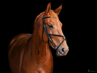 Allround hästar till salu i Ekerö - Annons 4