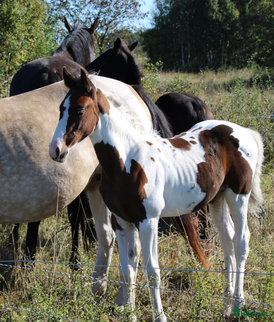 Allround hästar till salu: Trevlig och snygg skäckhingst! - Annons 5