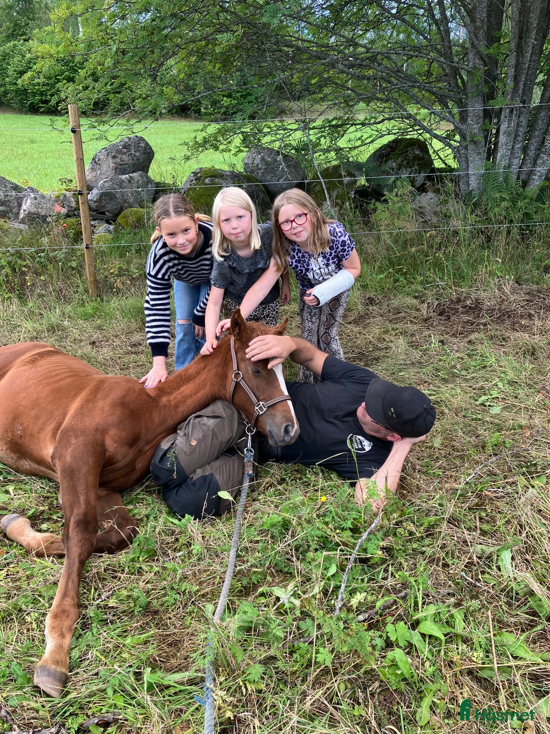 Hoppning hästar till salu: 2 åring SWB valack  i Hultsfred - Annons 5