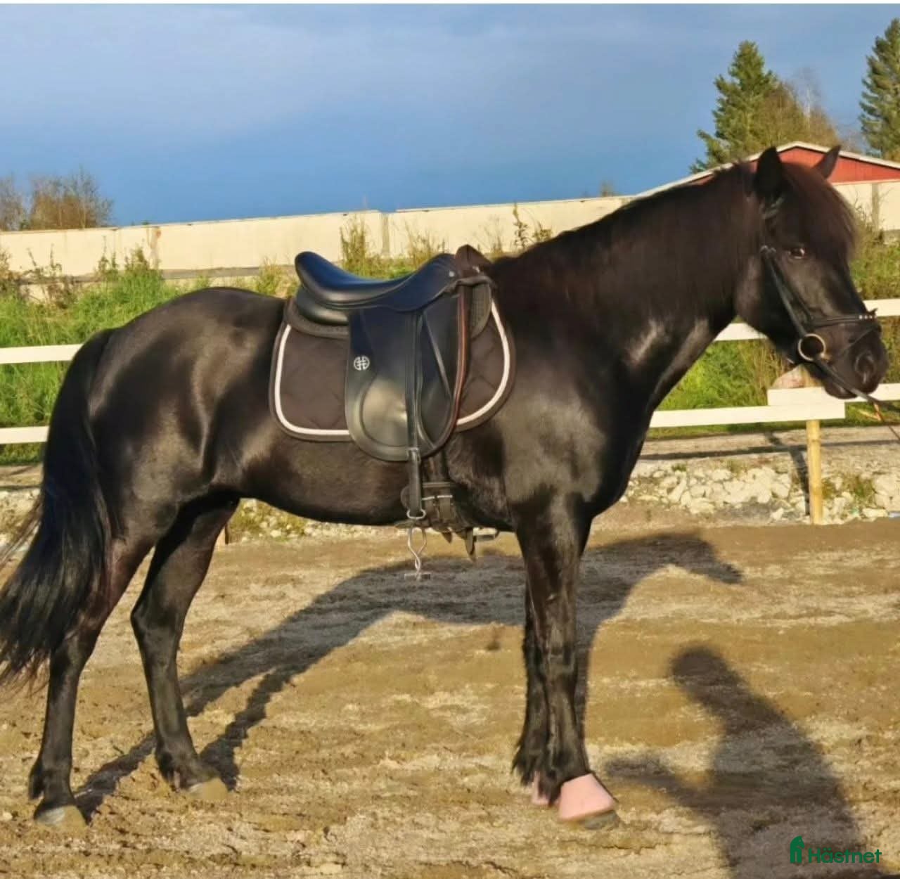  hästar 1 prize islandmare  - Annons 5