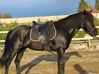 hästar 1 prize islandmare - Annons 5