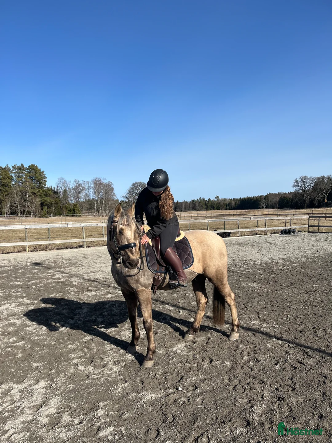 Allround hästar till salu: Häst med hjärta, humor och driv - Annons 2