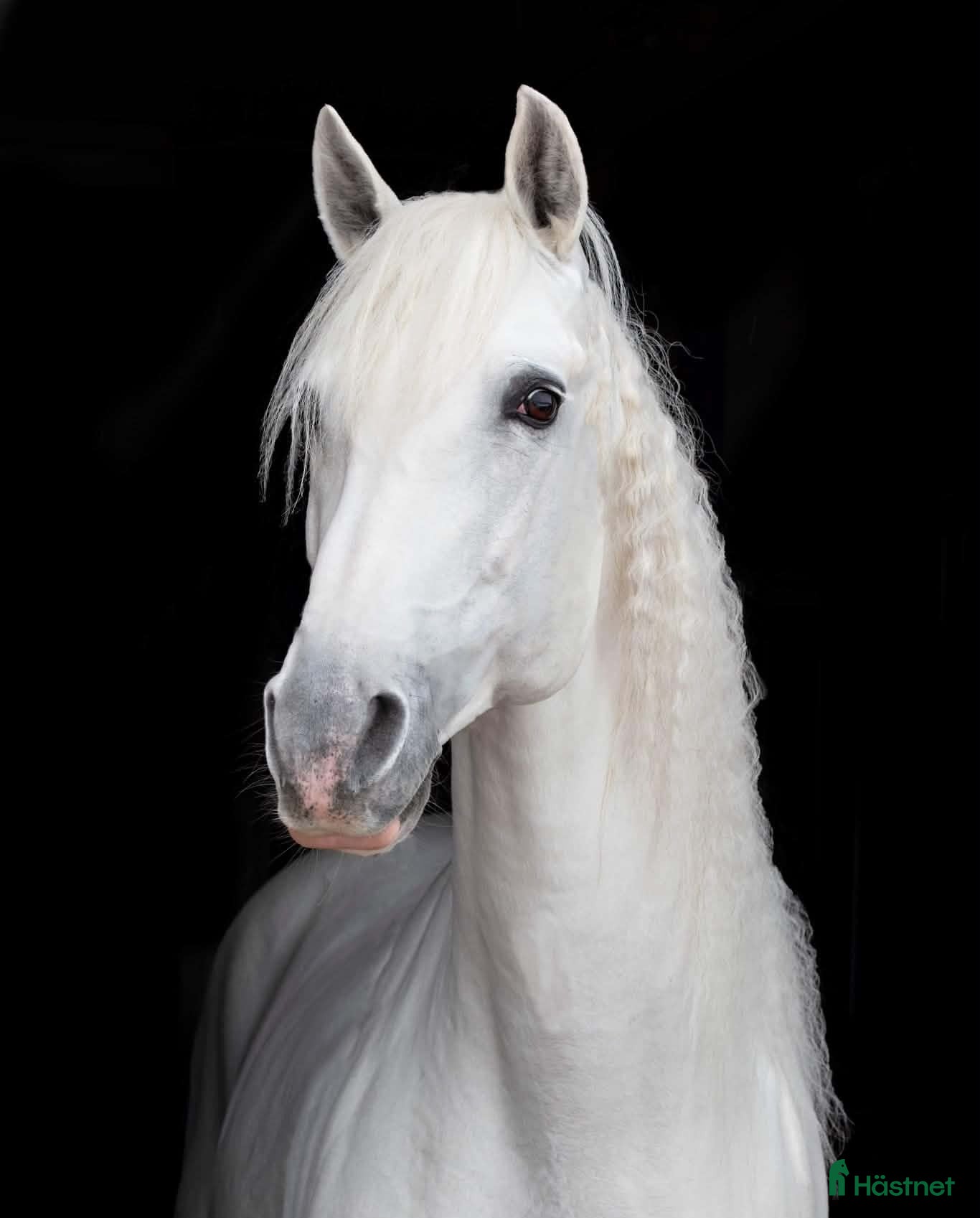  hästar Uttrycksfull och mycket vacker lusitano - Annons 1