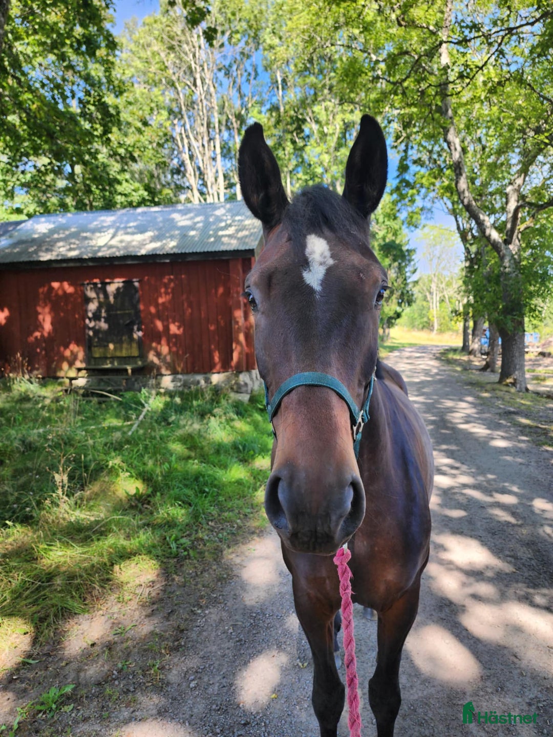 Allround hästar till salu: Vacker unghäst med lovande framtid  i Lyrestad - Annons 8