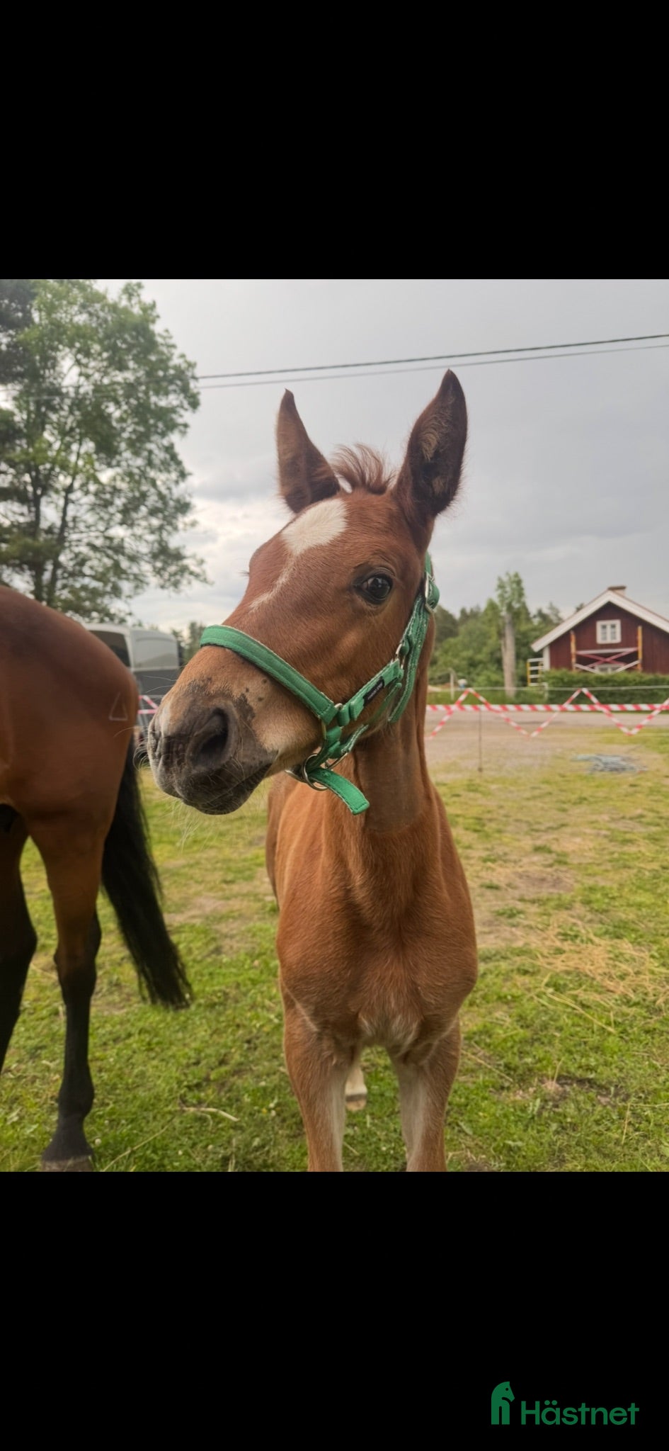  hästar 1 åring med stor potential  - Annons 15