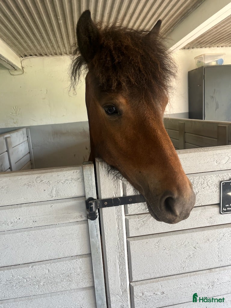  hästar Trevlig valack 3 år - Annons 1