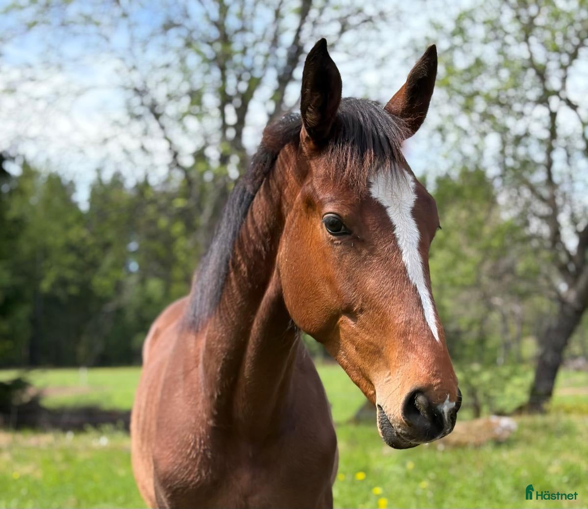  hästar Snygg 1 åring  - Annons 1