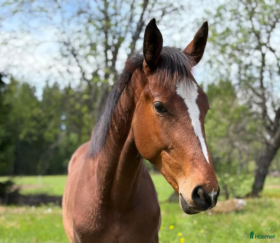 Hoppning hästar till salu: Snygg 1 åring  - Annons 1