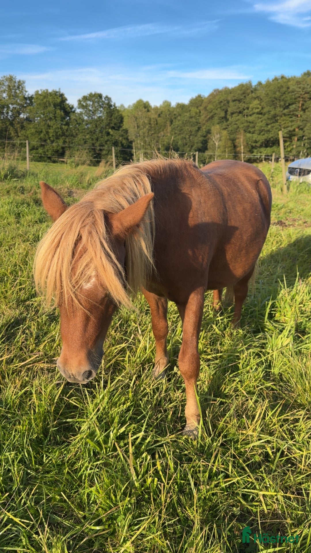  foderhäst finnes: Snäll och välhanterad unghingst i Göteborg - Annons 3