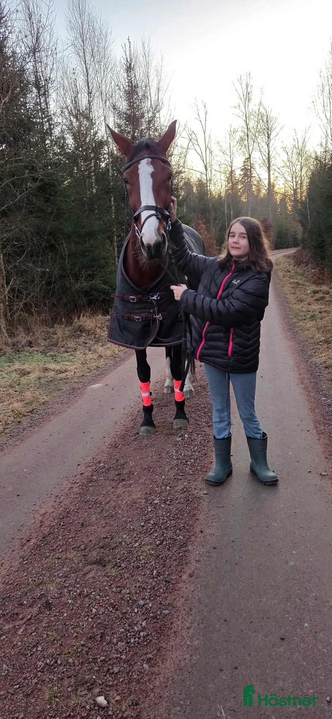 Allround hästar till salu: Genomsnäll 10-årig travare byte mot trygg C/Dponny - Annons 3