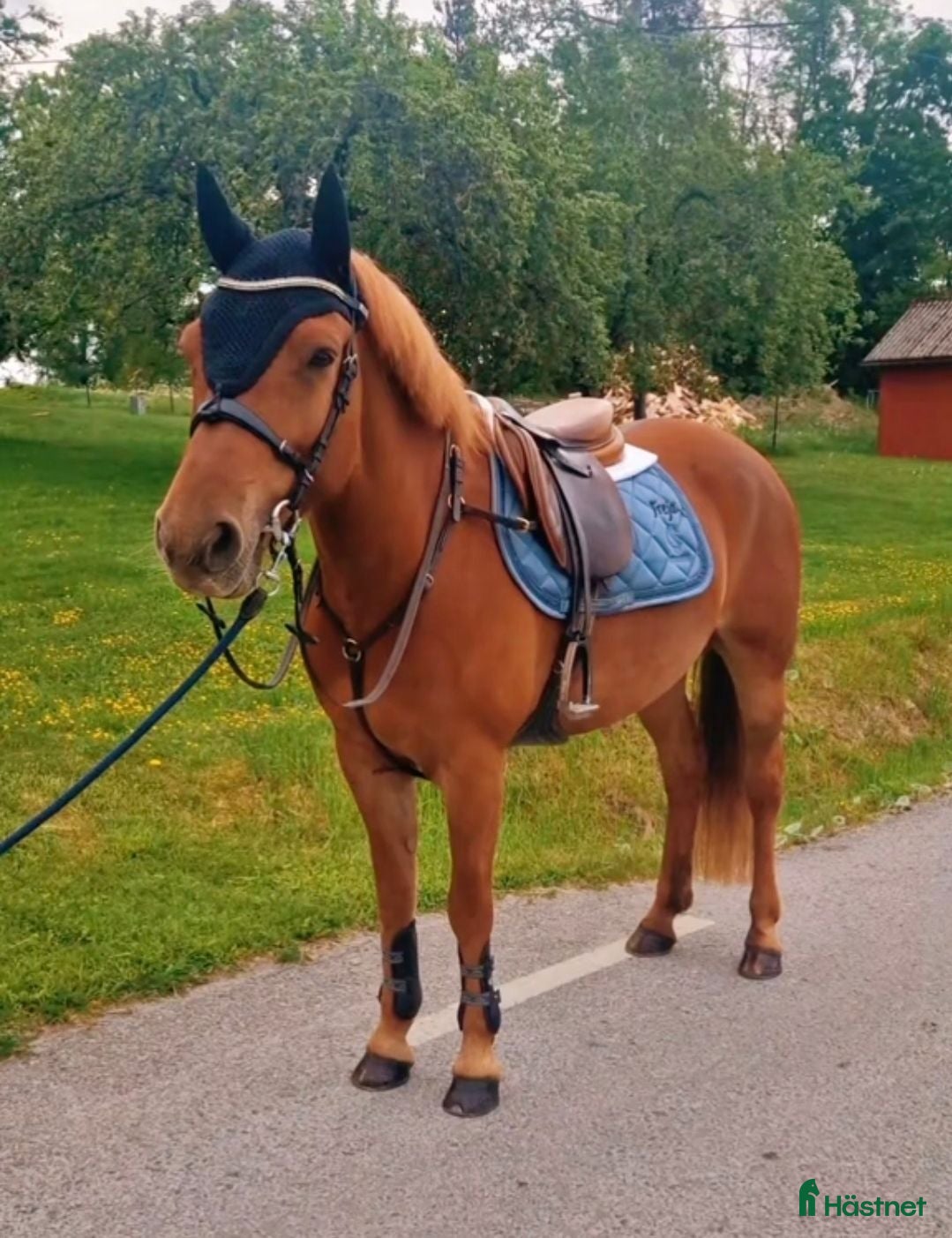  hästar Trevligt allroundsto - Annons 6