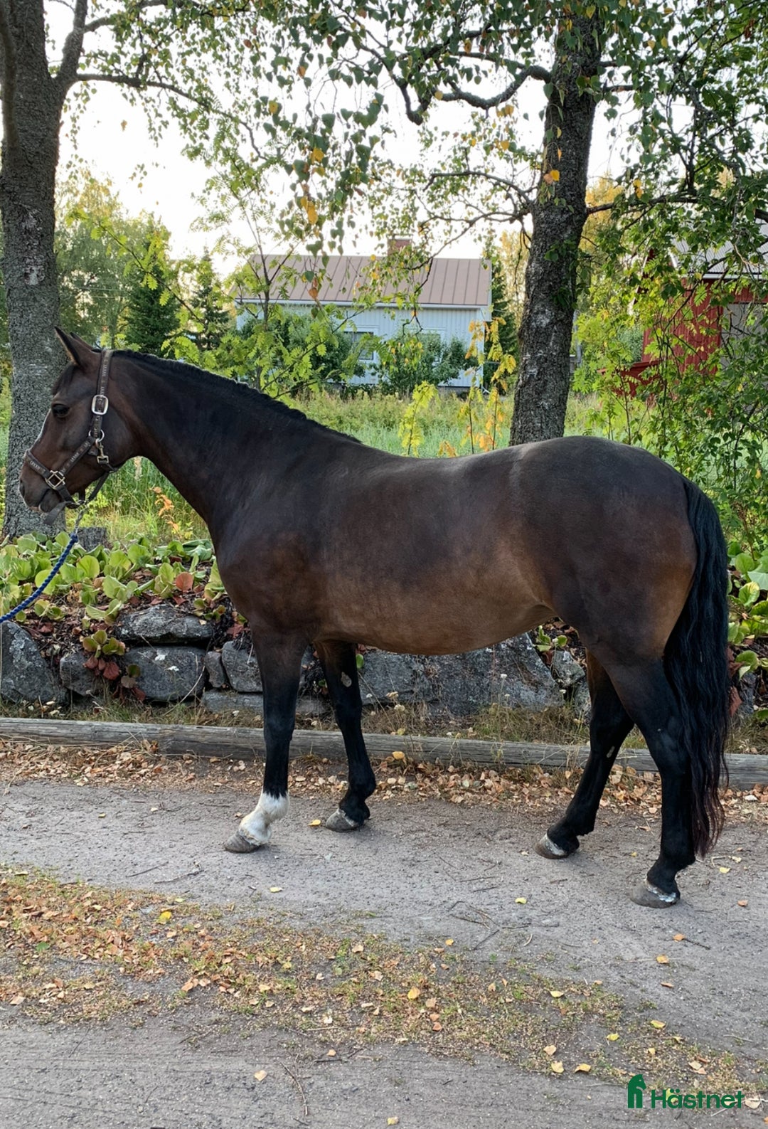 Allround hästar till salu: Super hoppstammat connemarasto i Närpes - Annons 2