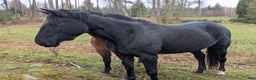 Allround hästar till salu: Varmblodigt rid och körhäst i Killeberg - Annons 3