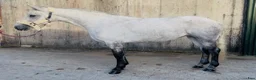 Allround hästar till salu: Irish riding ponies - Annons 3