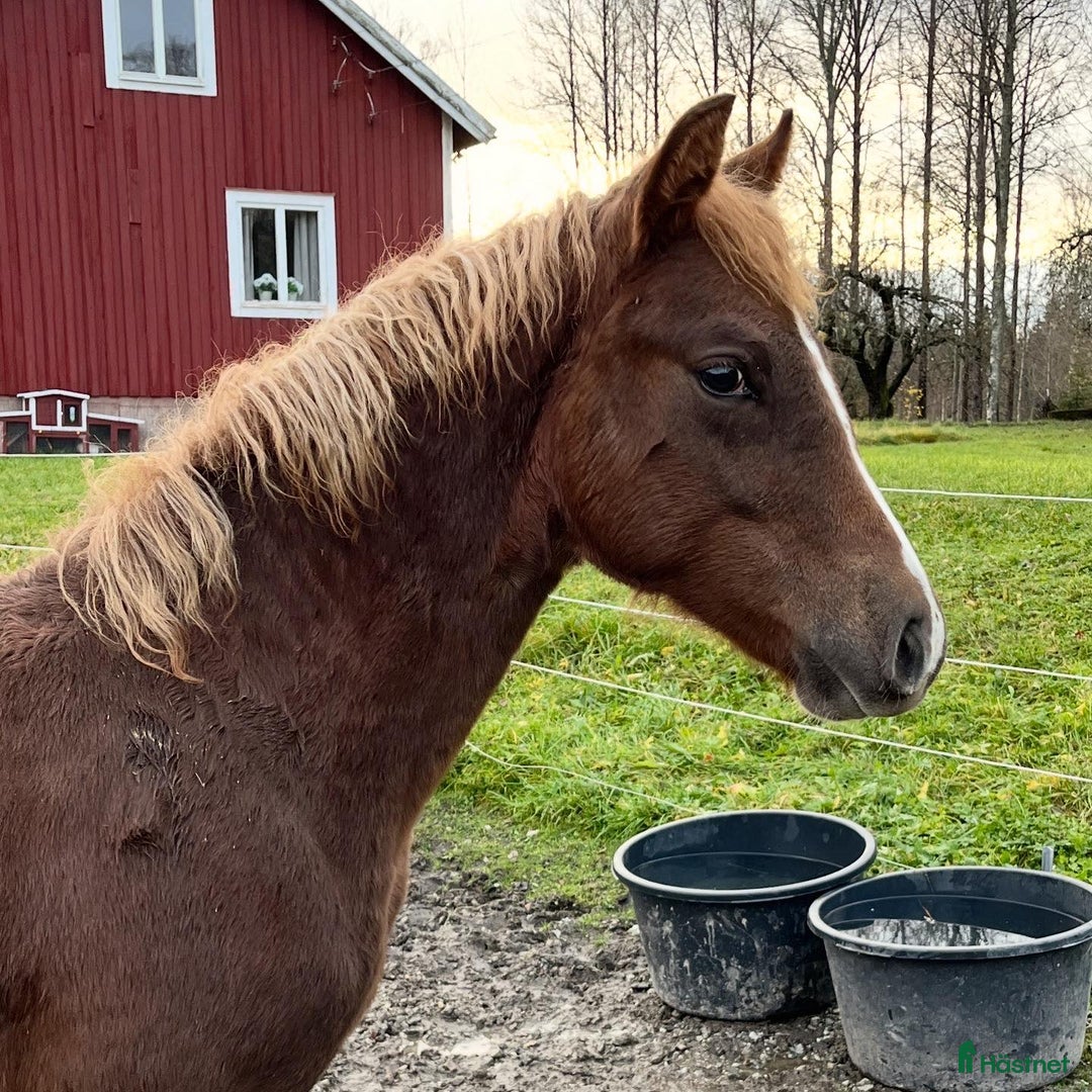Working Equitation hästar till salu: Snygg kille med potential för bl.a. WE i Fagersta - Annons 1