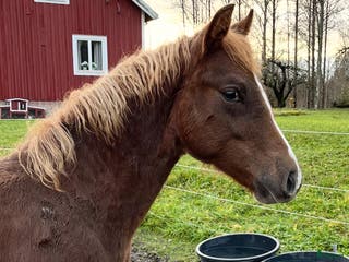 hästar Snygg kille med potential för bl.a. WE i Fagersta - Annons 3