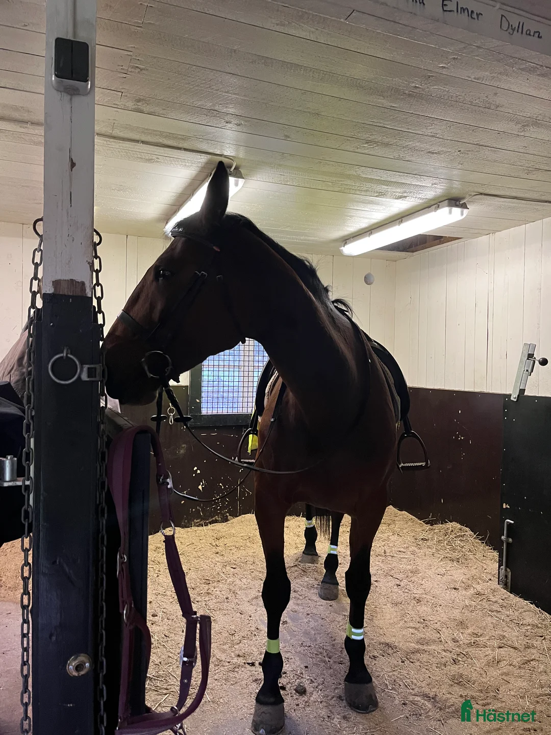 Övrigt Ridkläder ryttarutrustning till salu: Söker en ridkompis  i Vinninga - Annons 1