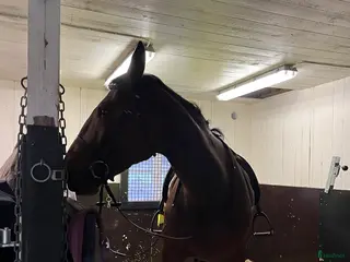 Övrigt Ridkläder ryttarutrustning till salu: Söker en ridkompis - Annons 14