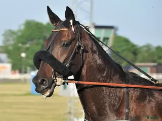 Allround hästar till salu: Trav-valack i Visby - Annons 2