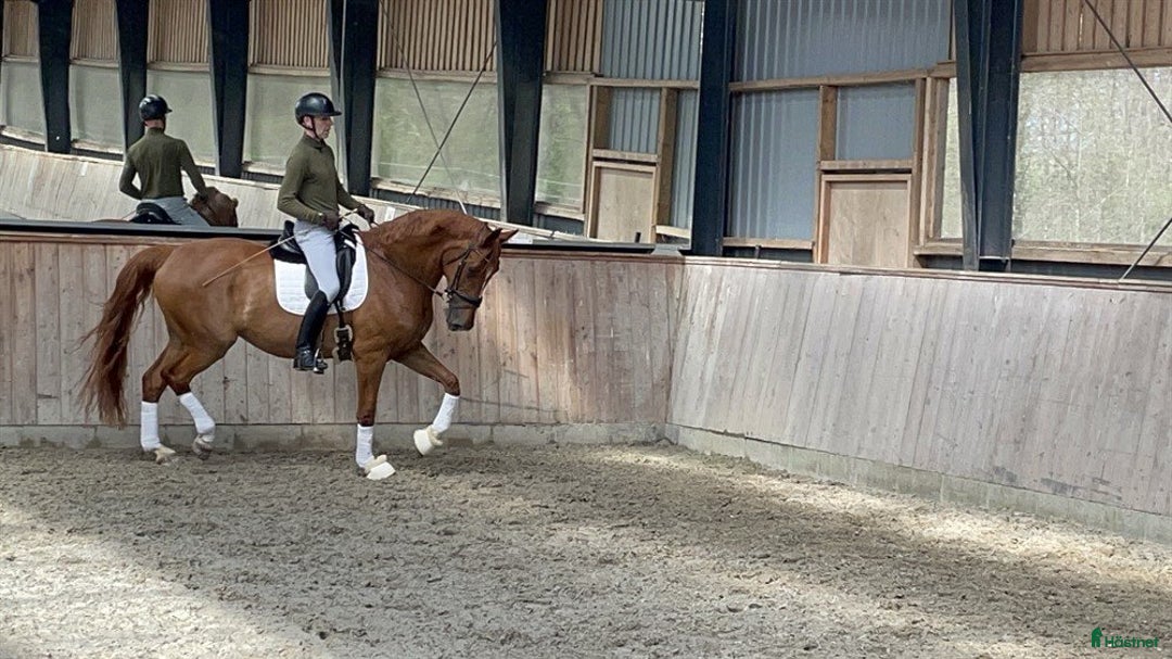 Dressyr hästar till salu: Harmonisk häst med bra ridbarhet - Annons 2