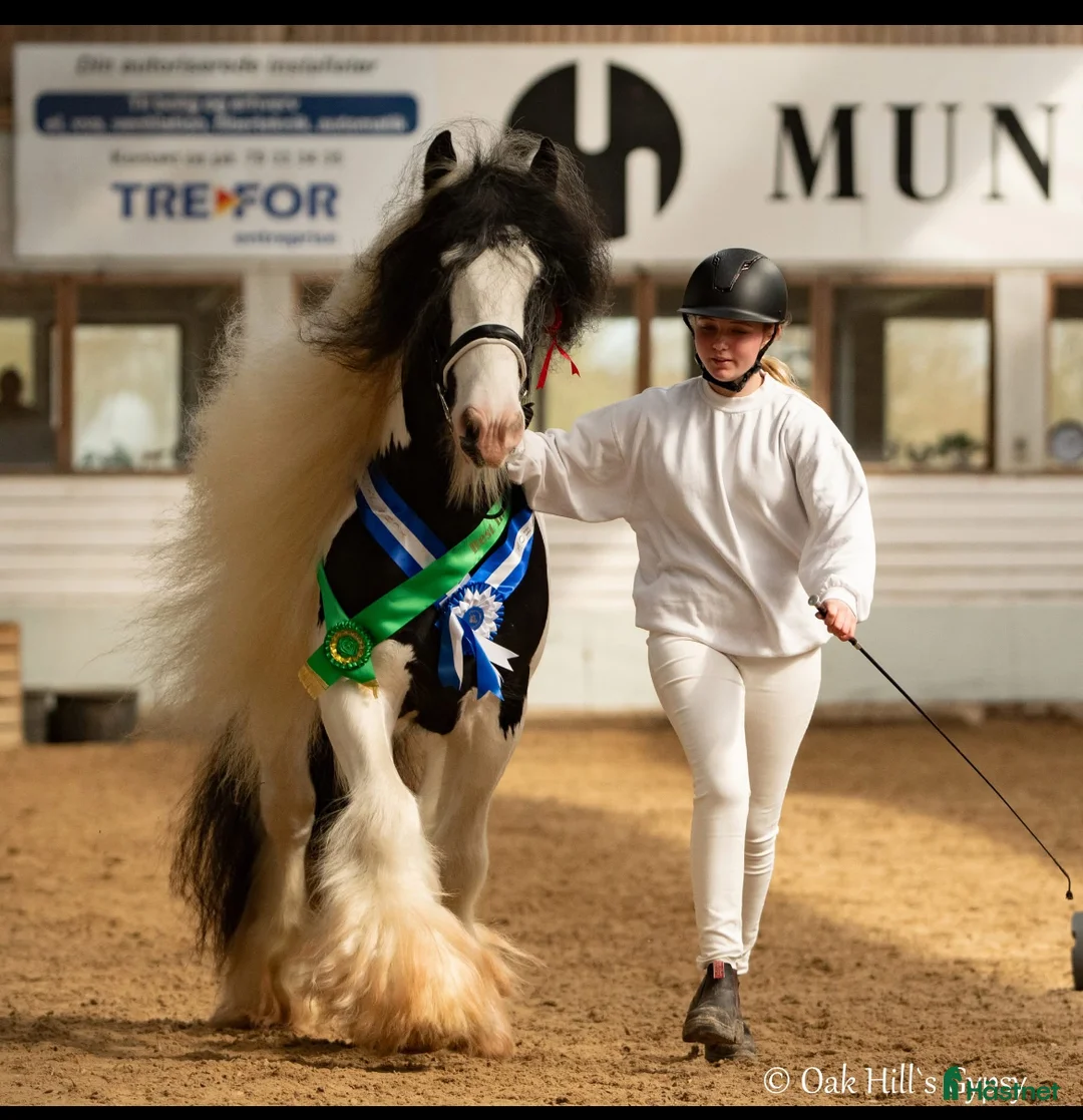 Allround hästar till salu: Tinker hingste plag  - Annons 8