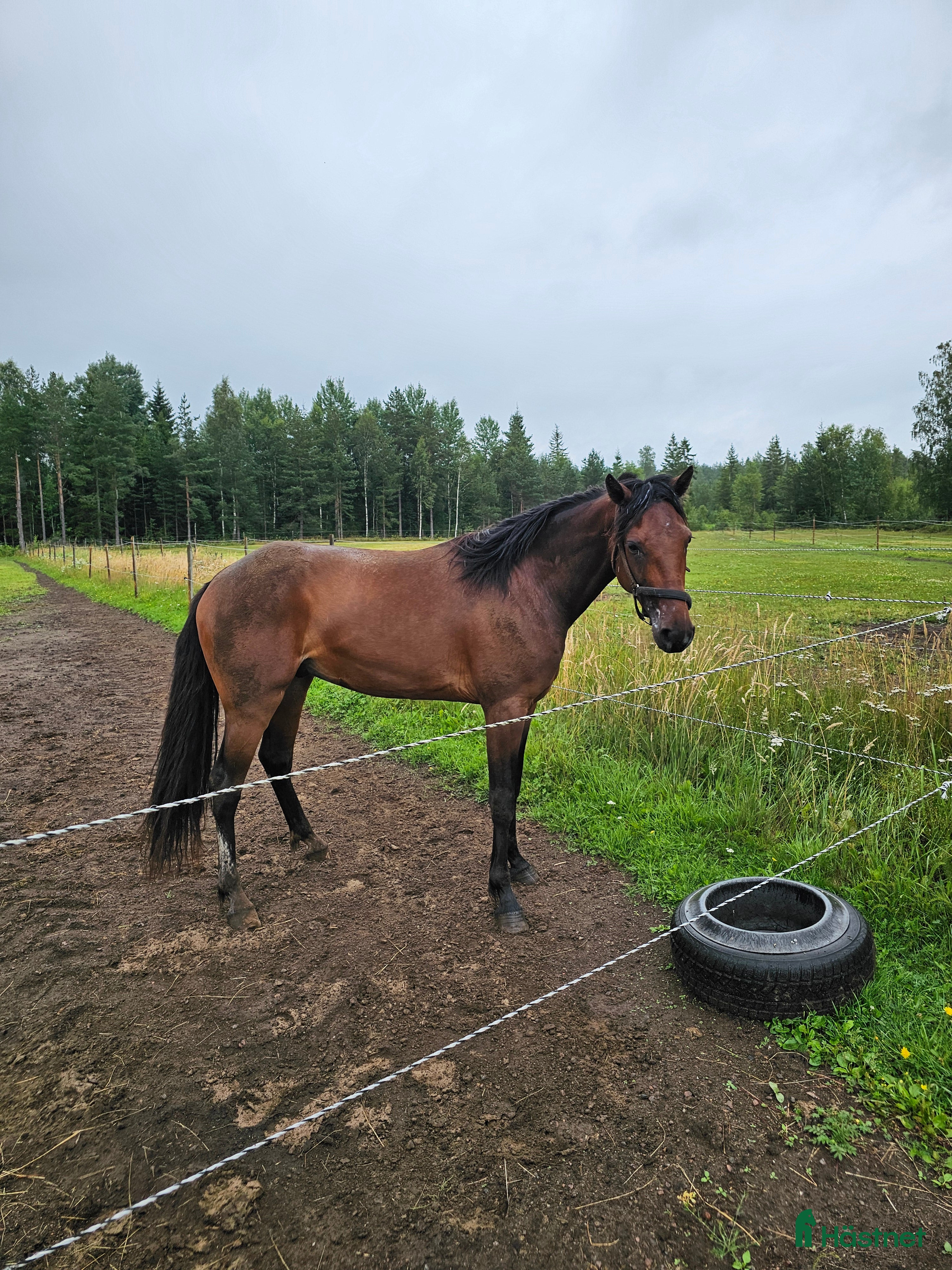  hästar Kapabel 3åring  i Väring - Annons 16