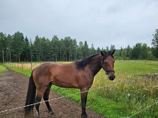hästar Kapabel 3åring i Väring - Annons 1