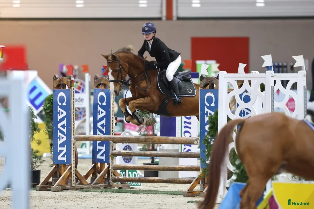 Hoppning hästar till salu: En ponny med mycket hopp och fina gångarter  - Annons 2