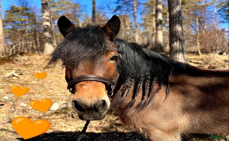 hästar i Tanumshede - Annons 9