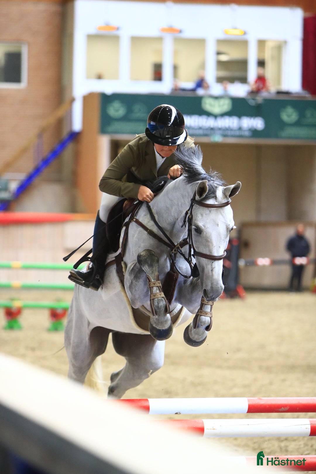 Hoppning hästar till salu: 8års vallak til salg  - Annons 1